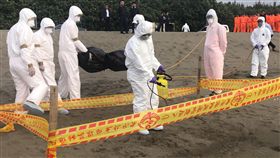 防範非洲豬瘟　海巡署永安漁港防疫演習（1）為防堵非洲豬瘟疫情，並強化面對疫情的應變能力，海巡署北部分署第八岸巡隊28日在桃園市永安漁港實施非洲豬瘟岸際演練，模擬發現死亡豬隻時，由巡邏人員穿著防護裝備進行處置，並通知動保處及防檢局協助進行消毒銷毀作業。（海巡署北部分署第八岸巡隊提供）中央社記者吳睿騏桃園傳真　108年1月28日