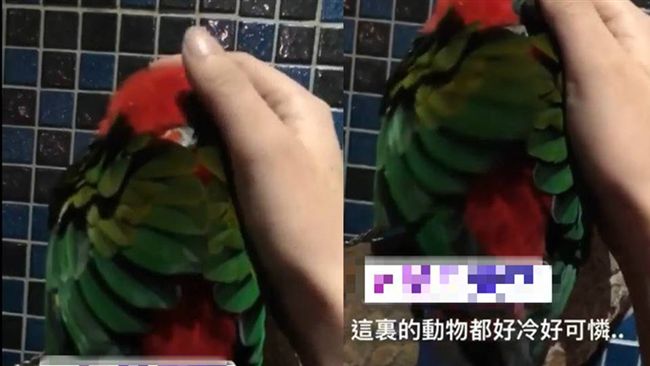 寒風中發抖…知名景觀餐廳傳虐待動物