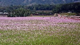 台東波斯菊三色花海盛開（1）