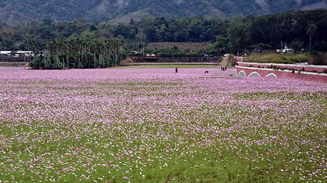 台東波斯菊三色花海　美麗到春節過後