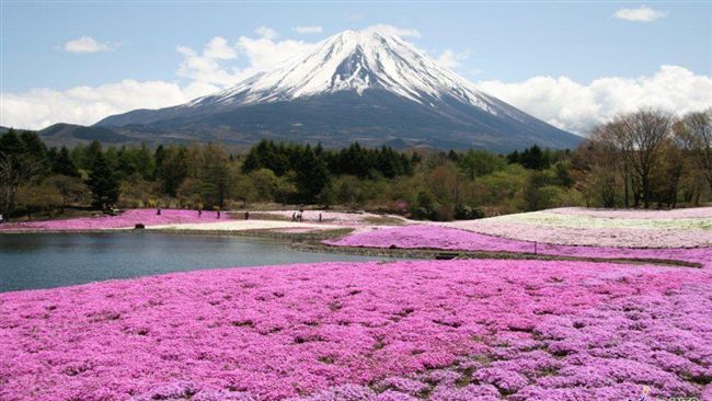 賞櫻不用人擠人！富士山櫻花玩法攻略