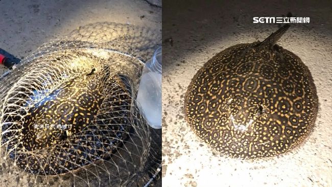 同隻魟魚連上鉤3次！釣客心軟收編