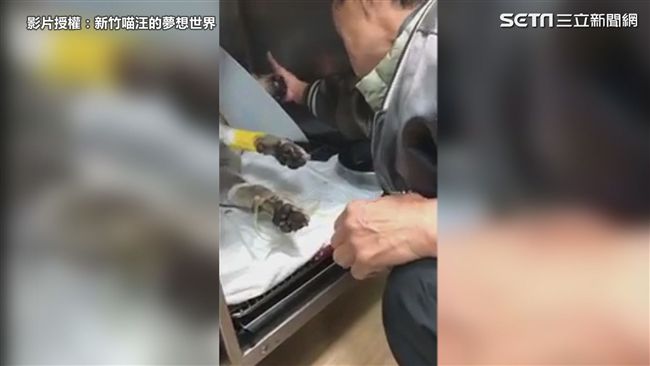 遭遺棄白狗命危　苦撐只為見恩人一面
