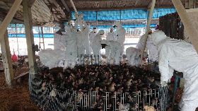 雲林養雞場確診禽流感　撲殺逾萬隻黃金