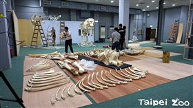 台北市立動物園,大象,林旺,馬蘭,骨骼標本,教育中心地下1樓特展室,動物園