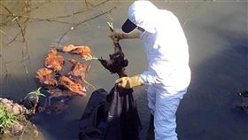 嘉義民雄發現棄置死雞　縣府消毒追查飼主（1）嘉義縣民雄鄉東湖村東勢湖大排29日發現52隻遭棄置的死雞，嘉義縣家畜疾病防治所獲報派員移除並採樣送驗，同時加強鄰近養禽場消毒，並協請警方追查丟棄雞屍的飼主。（嘉義縣政府提供）中央社記者黃國芳傳真　108年1月29日