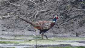 保育鳥類頻現蹤  學甲濕地鳥況豐（1）位於急水溪旁的台南市學甲濕地生態園區吸引不少冬候鳥棲息，近日還有鳥友首度在園區內拍到保育鳥類環頸雉現蹤。（台南市生態保育學會提供）中央社記者楊思瑞台南傳真  108年1月29日