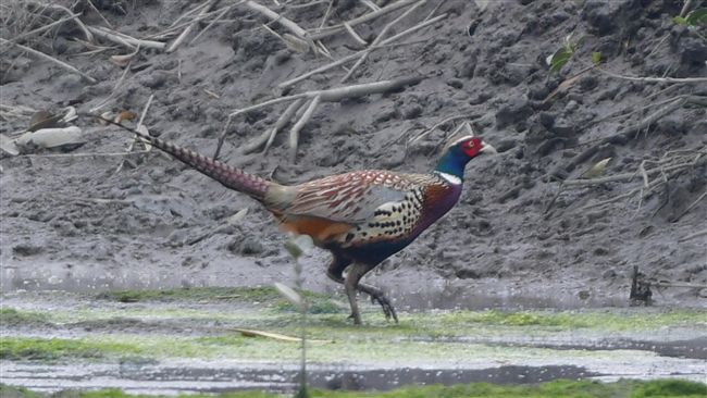 保育鳥類頻現蹤　學甲濕地鳥況豐