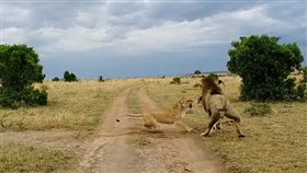 馬賽馬拉國家公園,獅子（圖／翻攝自Latest Sightings）