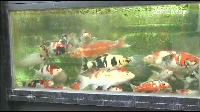 花600萬買魚不付錢？雙方各說各話