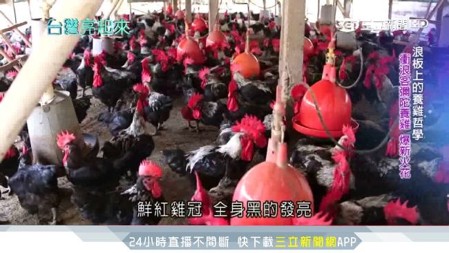 不一樣的雞農！高材生養出無毒衝浪雞