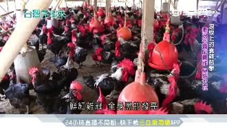 不一樣的雞農！高材生養出無毒衝浪雞