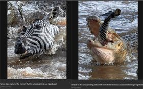 肯亞,馬賽馬拉國家公園,斑馬,鱷魚（圖／翻攝自鏡報）