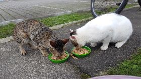 猴硐傳2起貓瘟死亡案例　動保處加強消