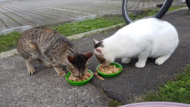 猴硐貓村2起貓瘟死　呼籲帶貓打疫苗