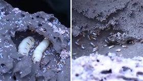 大陸江蘇句容市近日開始進行防治白蟻，工作人員到河城區段挖掘時，發現一個蟻道約10 米長的巨大「白蟻皇宮」。工作人員為了活捉蟻王、蟻后，慢慢地將蟻巢扒開取出，最後發現「王室」，成功捉到一對白胖胖的蟻王與蟻后。（圖／翻攝自秒拍）