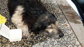 人間處處有溫情！日前在台南安平碼頭，有一隻失明的老狗落入海中，牠在海裡載浮載沉一直游不上岸，有人發現後趕緊向附近遊艇求救，好心的船長立刻和船員合力將狗狗撈上來，事後也向長期救援流浪動物的徐文良聯絡，請他們幫忙安置狗狗，才讓可憐的流浪狗有了容身之所。（圖／翻攝自徐文良（徐園長護生園）臉書）