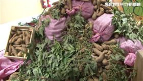 行銷雲林地瓜 四企業簽600公頃契作