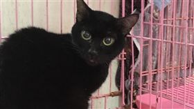 小黑貓藏匿地下道　北市動員營救成功台北市動保處30日表示，日前接獲通報在基隆路地下道內有一隻小黑貓出沒，最後跟警方通力合作下營救成功，經獸醫師檢查後，小黑貓目前狀況良好，且乖巧親人，動保處也呼籲若發現有動物需要救援，可打1999市民熱線通報。（動保處提供）中央社記者劉建邦傳真　108年1月30日