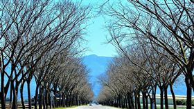 枯枝蕭瑟景獨特  台南推白河印度紫檀道台南市白河區172線道路兩旁成排的印度紫檀，在冬天葉片都掉光，像枯枝般蕭瑟的景緻，也別有一番風味。（台南市民政局提供）中央社記者楊思瑞台南傳真  108年1月30日