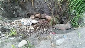 非洲豬瘟,病死豬,花蓮