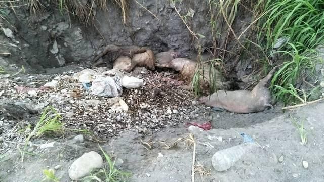 花蓮又見病死豬！動防所將開挖驗屍