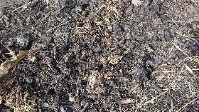 花蓮壽豐發現豬屍遭掩埋　防疫所將請怪