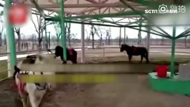 活體旋轉馬惹議　陸動物園辯：是創新