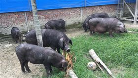 搶救台灣本土黑豬  產學盼政府保種（1）台大動物科學技術學系教授朱有田表示，屏東的本土黑豬是桃園豬、頂雙溪豬、美濃豬與其他中國豬種的後代總和，長期在屏東客家地區隔離飼養，逐漸有了自己獨特的遺傳特徵。（豬農提供）中央社記者郭芷瑄傳真  108年2月1日
