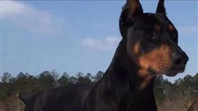 狗屌比較大？變態夫妻大玩「3P人獸戀」　狗狗還慘遭拔甲（圖／翻攝自《太陽報》）