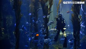 海生館引進巨型海藻