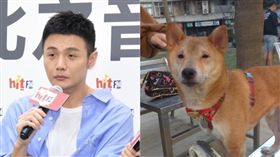 高雄柴柴激似「李榮浩」（圖／翻攝自柴犬司令部臉書）