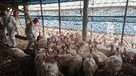 雲林家禽場再傳禽流感疫情 撲殺864