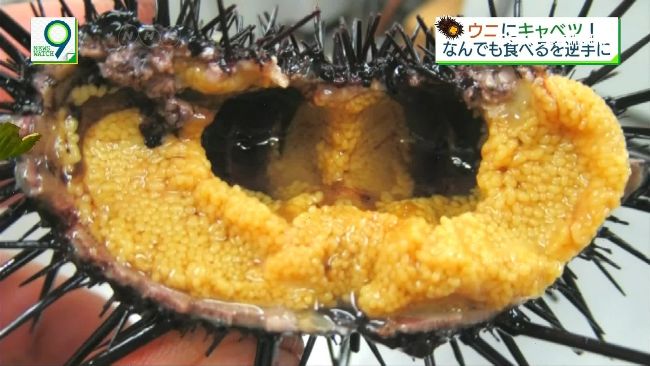 日養殖海膽新嘗試！高麗菜餵食更肥美