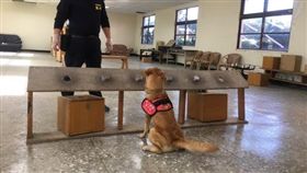 新北,保三總隊,非洲豬瘟,檢疫犬,警犬（圖／翻攝畫面）