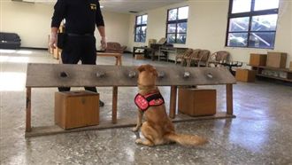 守護台灣豬豬！8警犬進行檢疫訓練