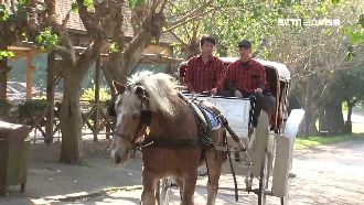 春節打卡秘境！牧場老榕隧道享受自然