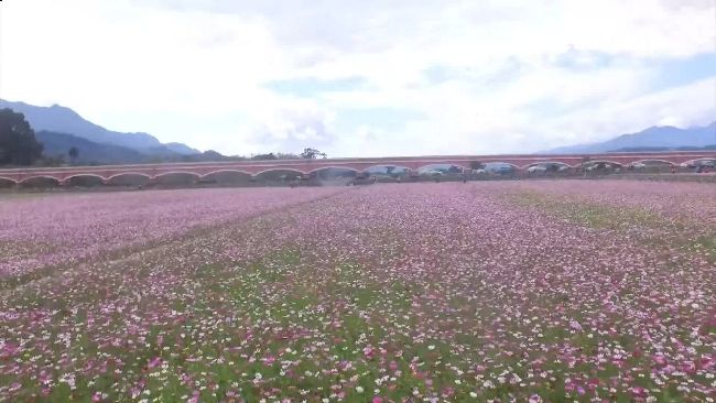 走春去哪？台東絕美三色波斯菊曝光