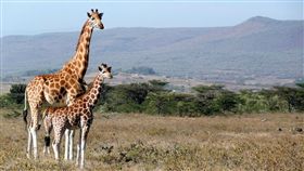 （圖／Pixabay）野生動物園,長頸鹿,大草原