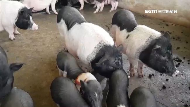 抽中怎麼帶回家…台東牧場抽福袋送豬