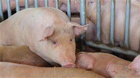 雲林高規格防非洲豬瘟雲林縣政府4日表示，縣內全數回收廚餘，高溫蒸煮、脫水瀝乾、化製成肉骨粉並混合成有機肥，高規格防堵非洲豬瘟疫情。中央社記者葉子綱攝　108年1月4日