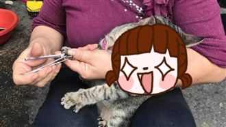 老媽自製貓咪口罩！讓貓奴朝聖全跪了