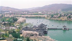 ▲櫻花沿著普門觀光園區的普門湖四周生長（圖／shutterstock.com）