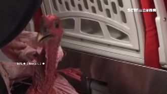 回家當年菜？阿伯帶「火雞」搭普悠瑪