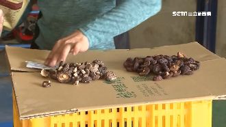 台菇農遭陸網站盜片報案　警：找媒體