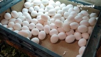 蛋價飆20年新高　傳宜蘭一斤破百元