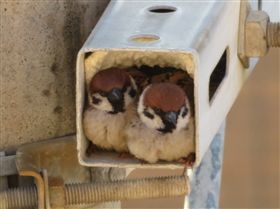 麻雀,監視器,日本　圖／推特