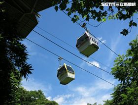 過年,初一,貓纜,生肖,豬,／北捷提供