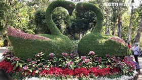 新年,走春,春節,賞花,士林官邸,春節花卉展,豬年,初一