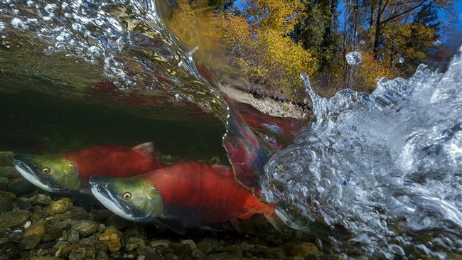 索尼世界攝影大獎　2台人作品入圍